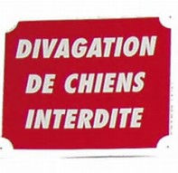 Randonner avec son chien