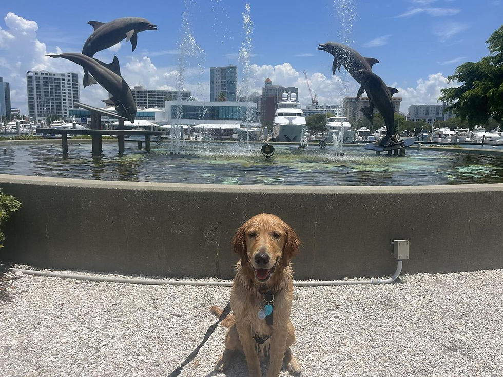 Photo credit - Bring Fido