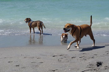 Photo credit - Venicegov.com