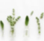 Herbes de Provence Infused