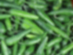 Baklouti Green Chili Pepper