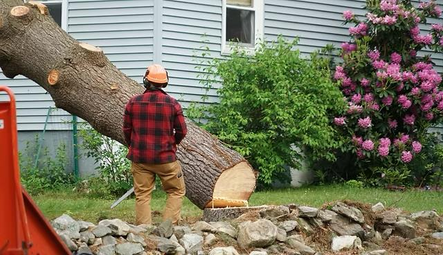 Protecting Mature Trees Should Be A City Priority
