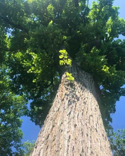 Threatened mature Elms like this one make up almost 50% in Winnipeg’s public canopy. ©Erna Buffie