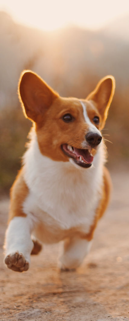 Dog Friends_edited.jpg