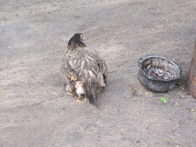 Chicken farming