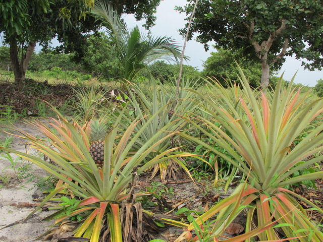 Pineapple farming