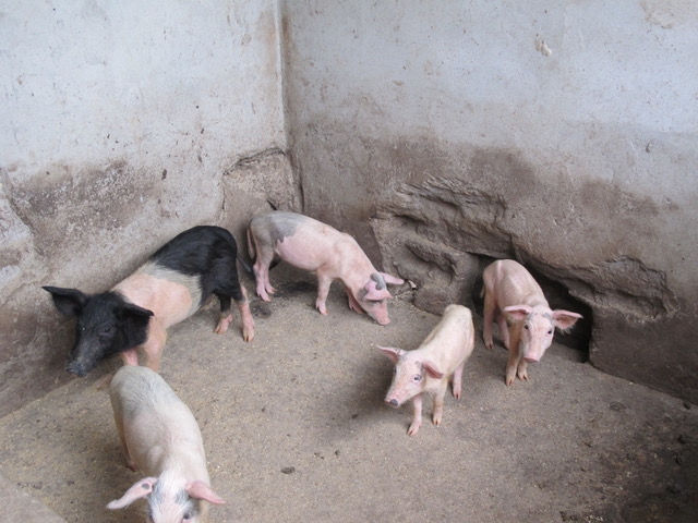 Pig farming