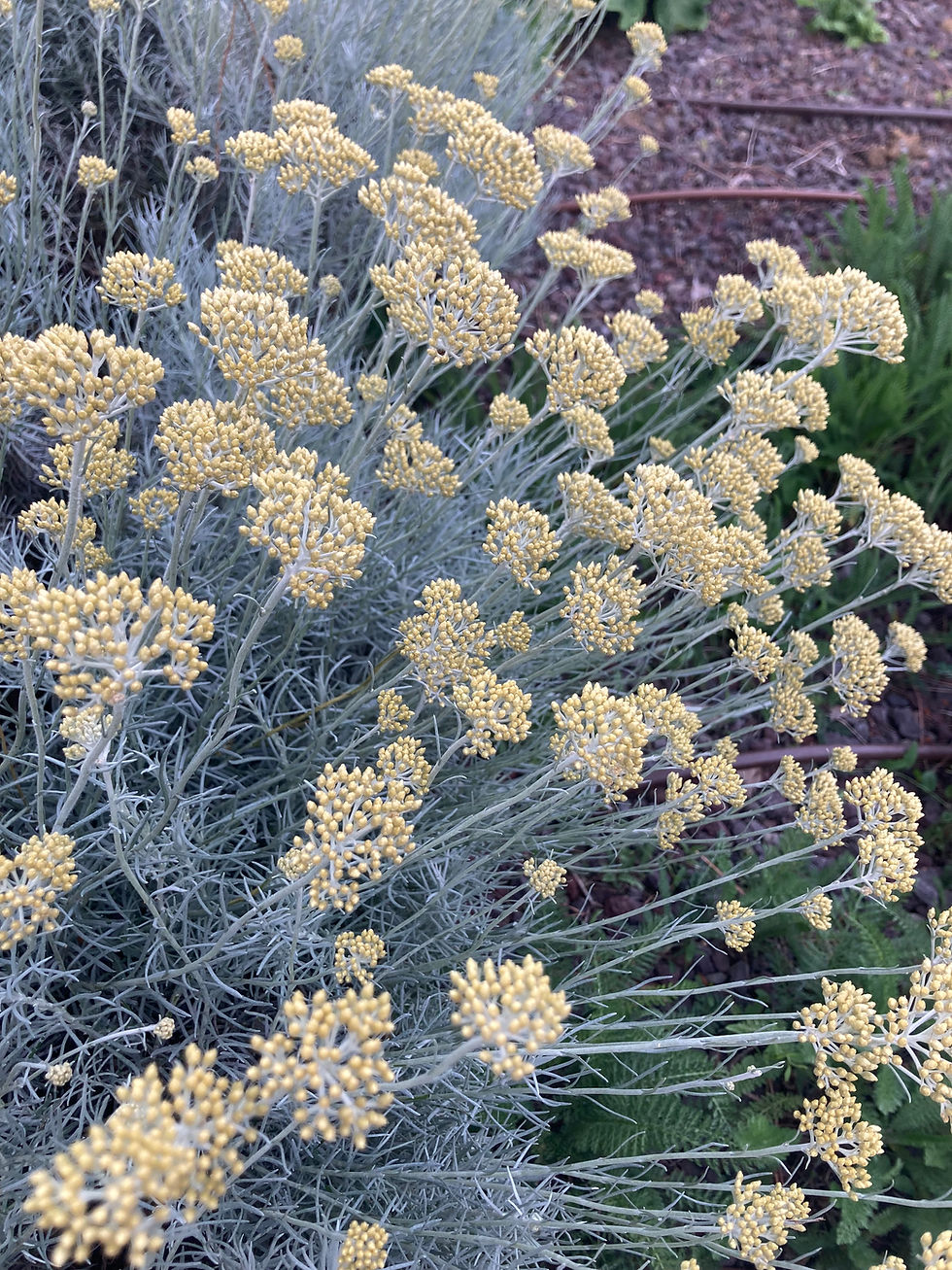flowers of the helichrysum plant