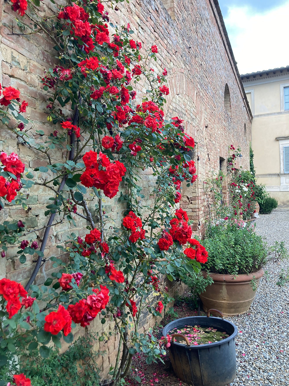 roses growing up wall of ancient Italian villa
