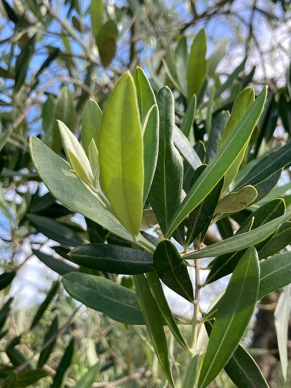 close up of oleander leaves
