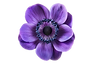 Purple Flower.png
