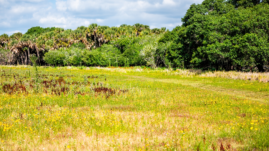 A photo from Myakka State Park in Sarasota, Florida, set as the background for the section of the website that holds the Land Acknowledgement.