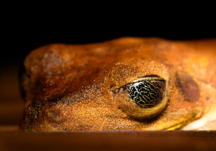 Extreme close-up of frog eye – detailed amphibian macro photography

