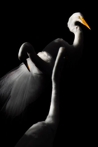 Elegant white herons in formation – abstract wildlife group portrait

