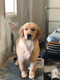 pinky groom shot 6mo.jpg