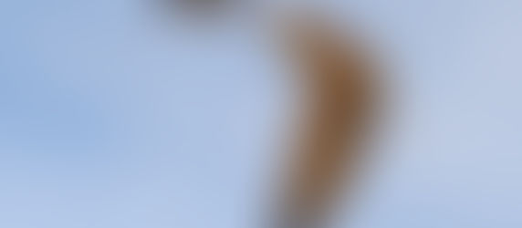 DOĞAN GÖRÜNÜMLÜ ŞAHİN GİBİ BİR SERTİFİKA GELİYOR