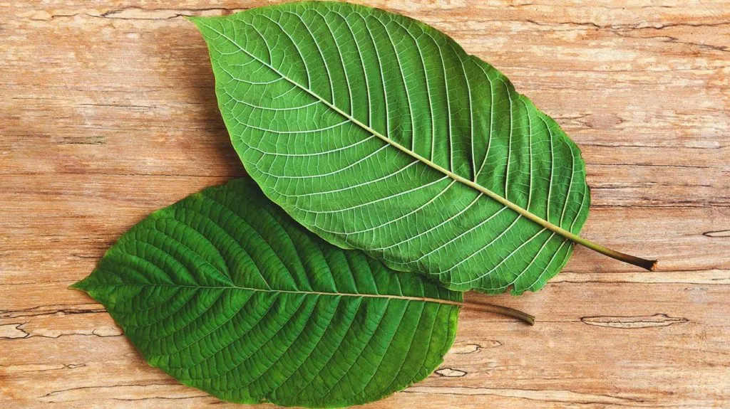 Kratom_Leaves-1296x728-Header-1024x575.webp