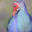 Writer: Mother Hen