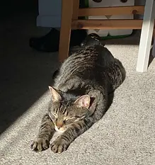 Cat.webp
