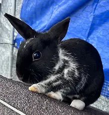 Rabbit 1.webp