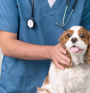 Veterinarian With Dog_edited.jpg