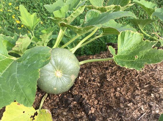 Hugel Beds 09 08 21 3.JPG