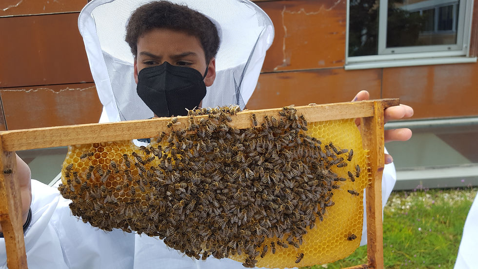 Die Bienen-AG: Ein Summen voller Begeisterung