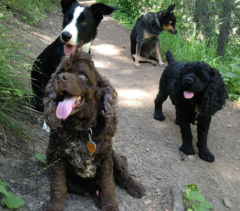 Dog walking