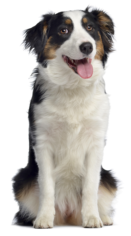Dog walking service salt lake city border collie