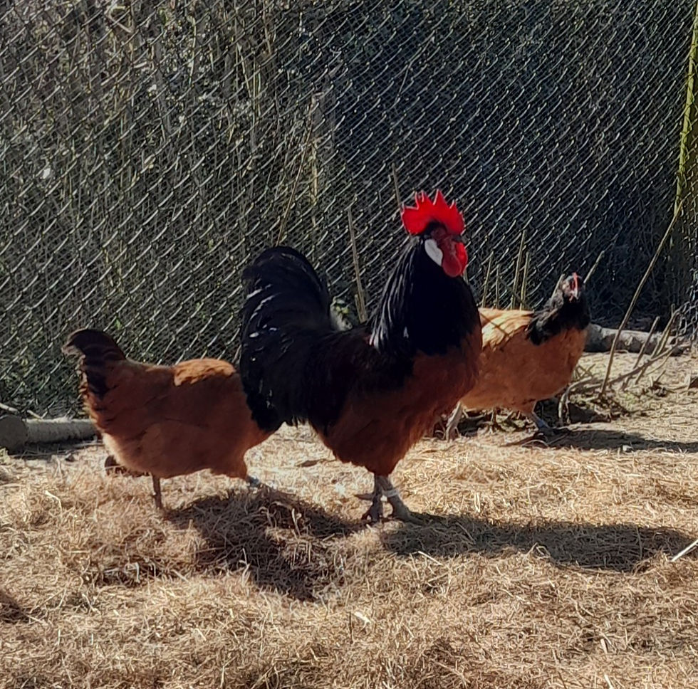 Chicken Hatching eggs (Black Vorwerk 6x)