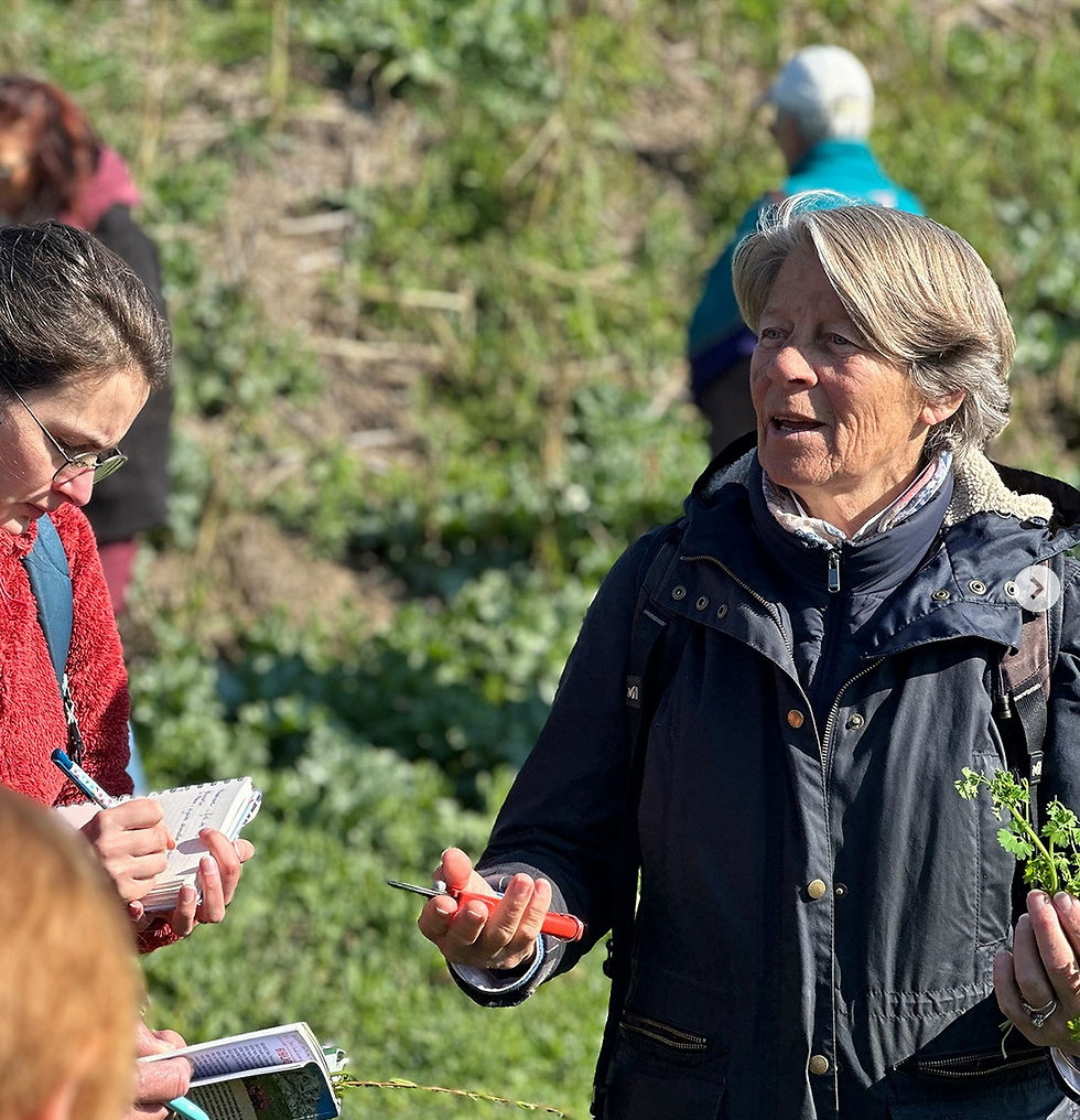 Étudier et dessiner les plantes médicinales avec Anne-Marie Pujol