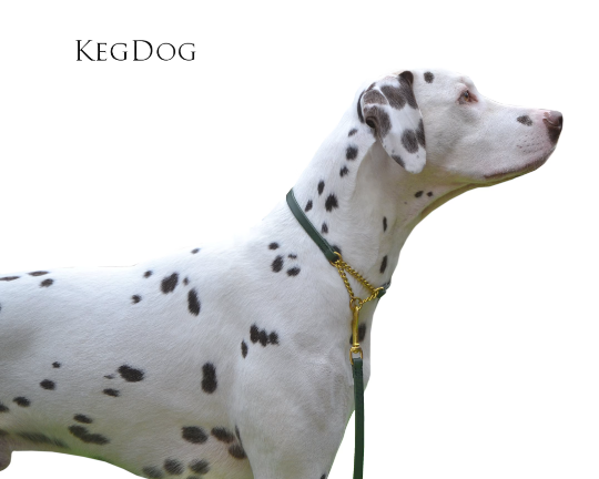 Thumbnail: Side on Dalmatian wearing green leather show set