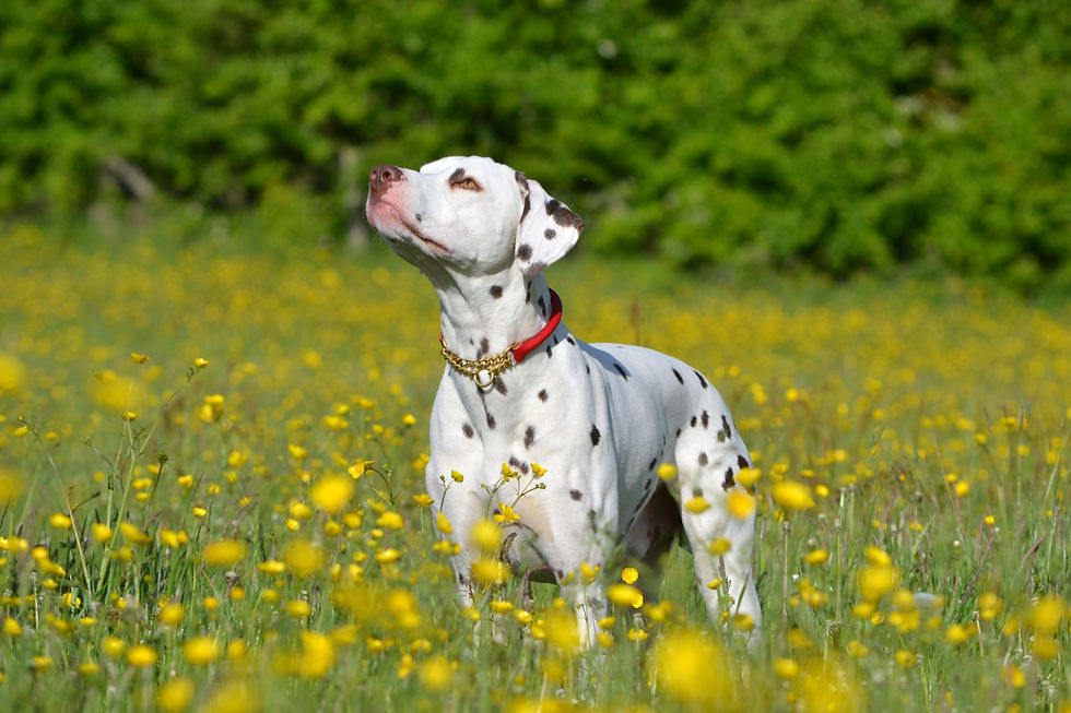 Dalmatian wearing red leather martingale with brass chain