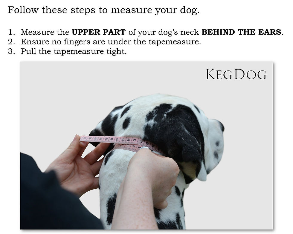 Thumbnail: Padded Leather Hound Collar with Buckle
