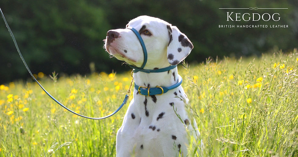 Thumbnail: Leather Figure of Eight Style Headcollar & Lead