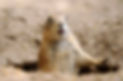 5-critters-camping-in-desert-2-original.jpg