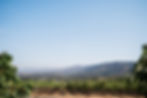 Vineyards-Napa-01-B-Wise-Cabernet-Sauvignon.jpg