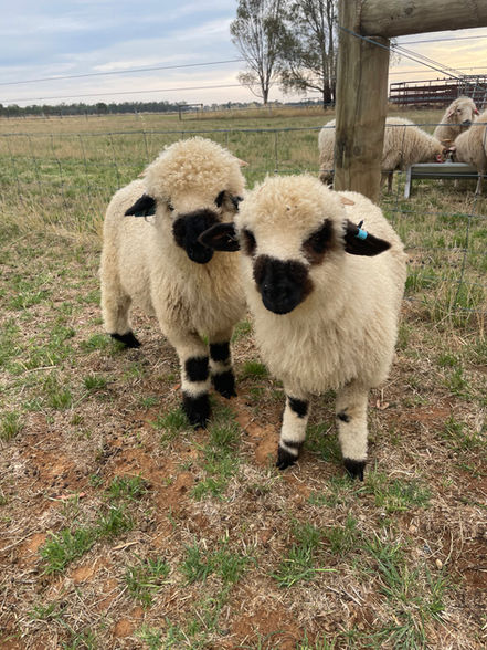 Valais black nose sheep