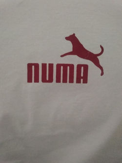 Numa
