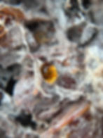 Thumbnail: imo plant based aged static Compost.