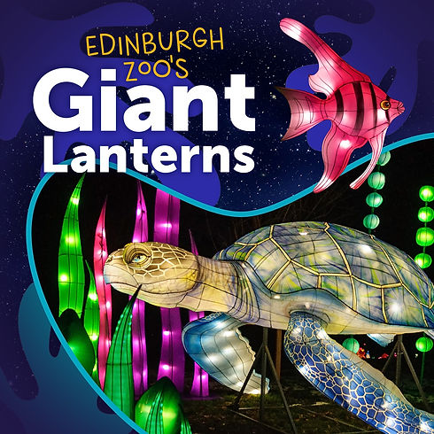 zoo lanters.jpg