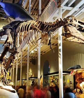National Museum of scotland.jpg