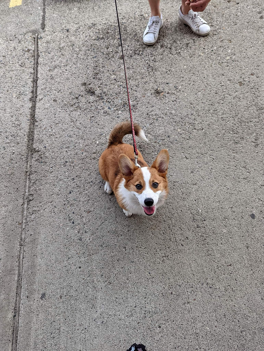 nnpuppy2.jpg