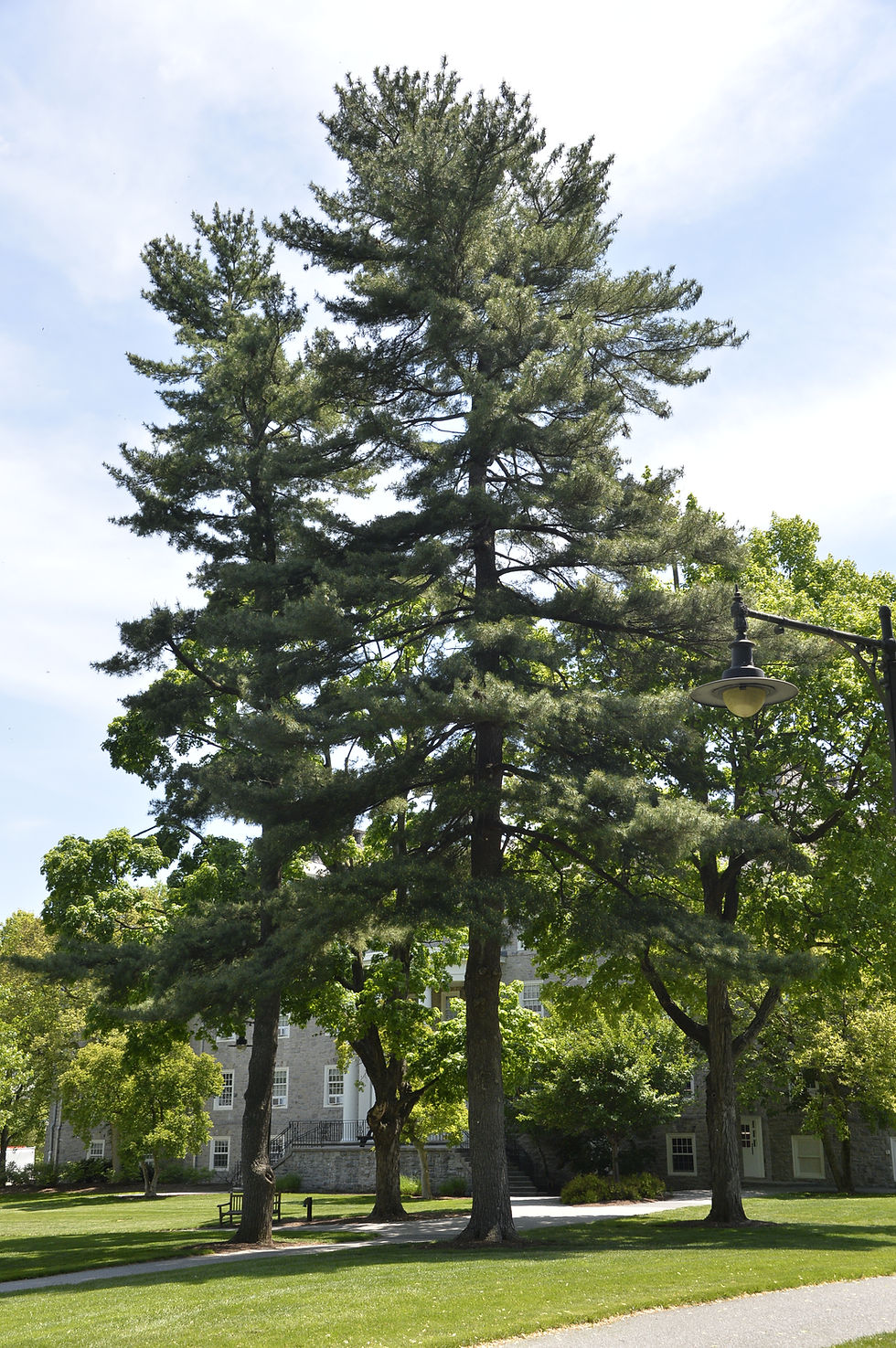 Branching Out: Exploring Trees Through Art and Science in Carlisle