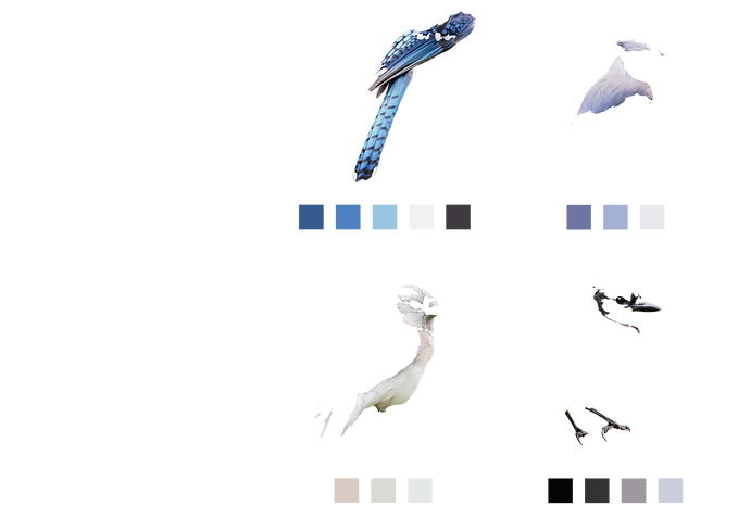 Color Selcetions.png