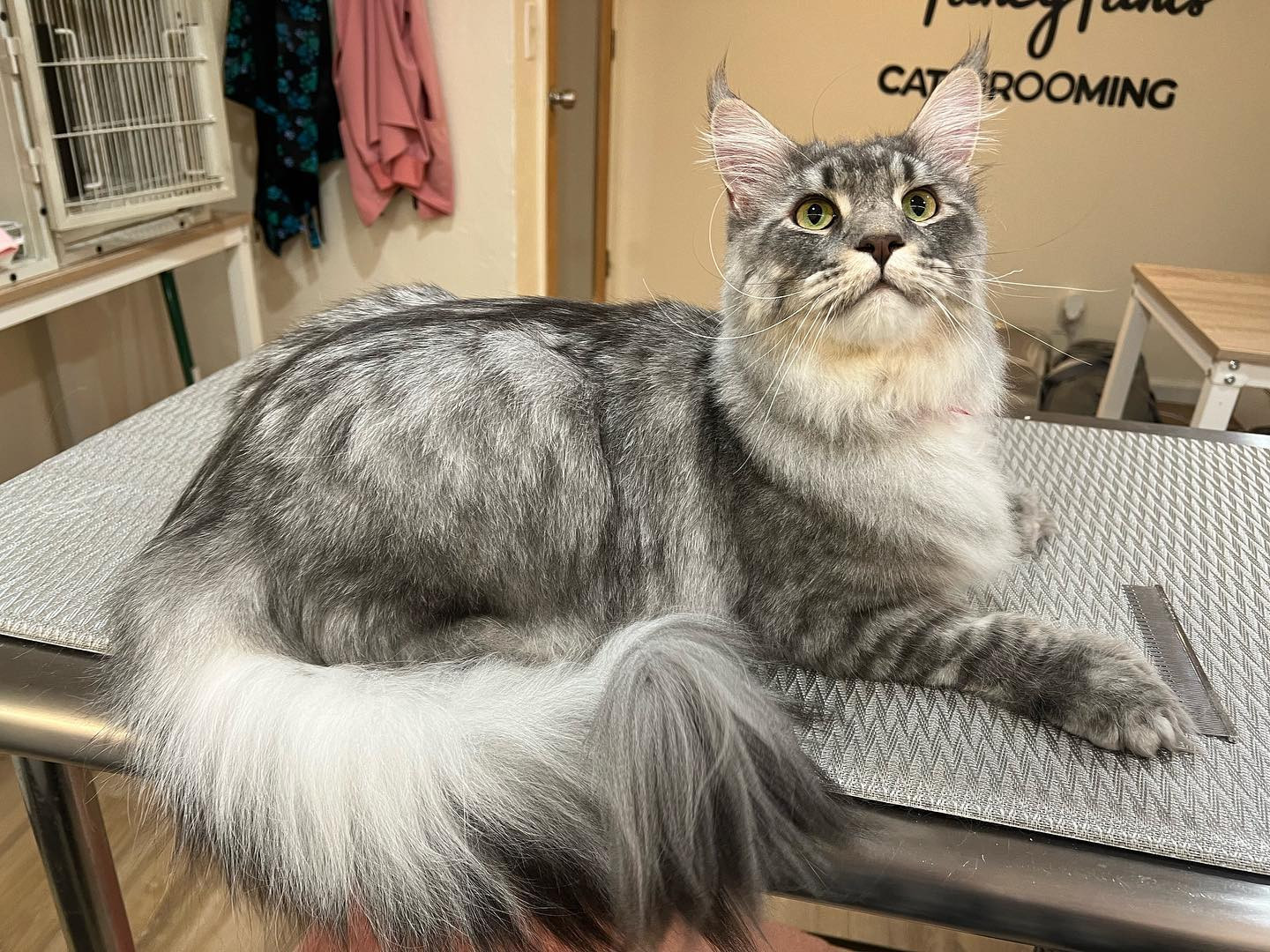 FancyPants Cat Grooming Professional Cat Groomer in Nashville