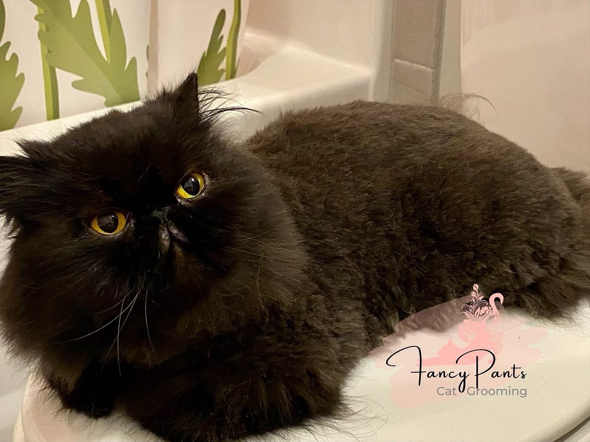 Clipper Styles for Cats FancyPants Cat Grooming Nashville