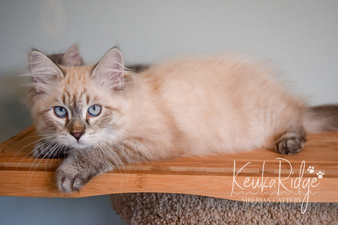Keuka Ridge Moonlight Daria (Daria)