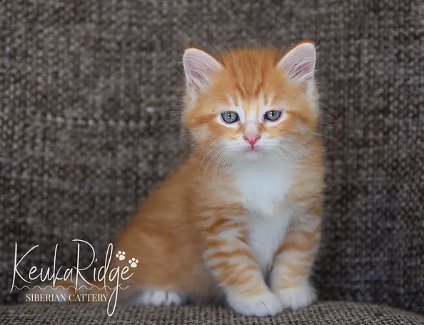 frosty forest siberians