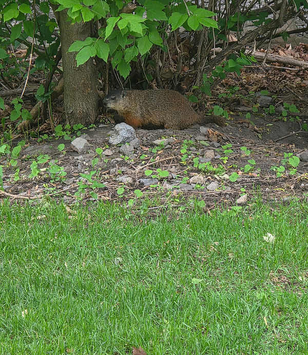 groundhog